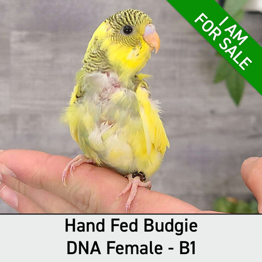 Hand Fed Budgie Parakeet - Melopsittacus undulatus