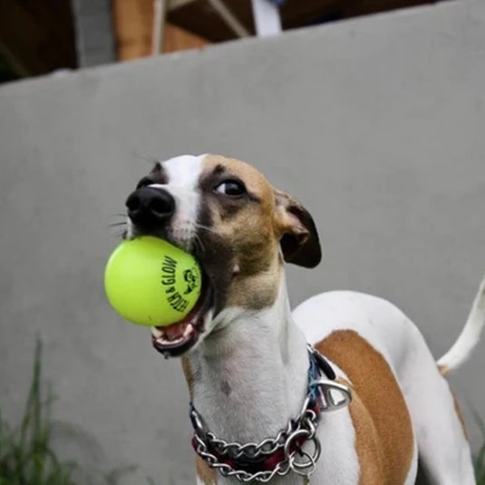 Spunky Pup Flash & Glow Ball Dog Toy - Medium