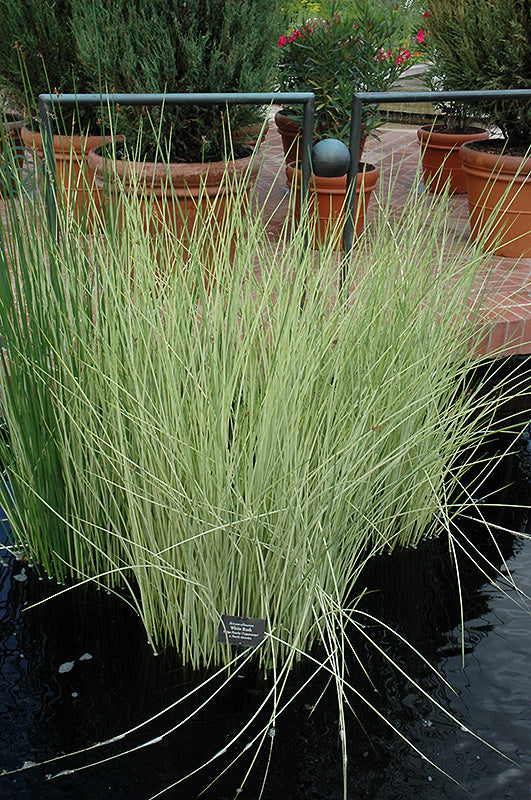 White Rush | Scirpus albescens
