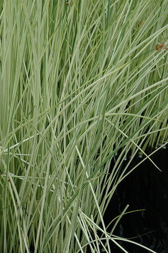 White Rush | Scirpus albescens