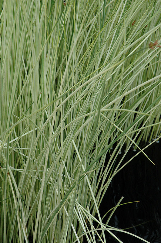 White Rush | Scirpus albescens