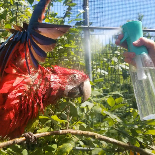 Red parrot being sprayed with water by a person in a natural setting