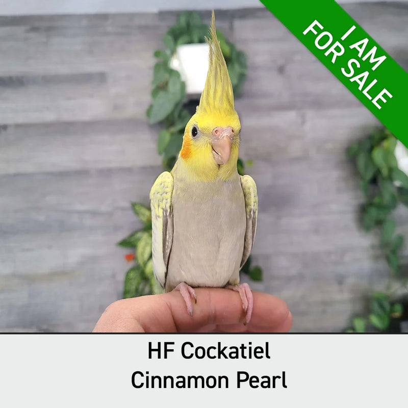 Load image into Gallery viewer, #Mutation_Cinnamon Pearl
