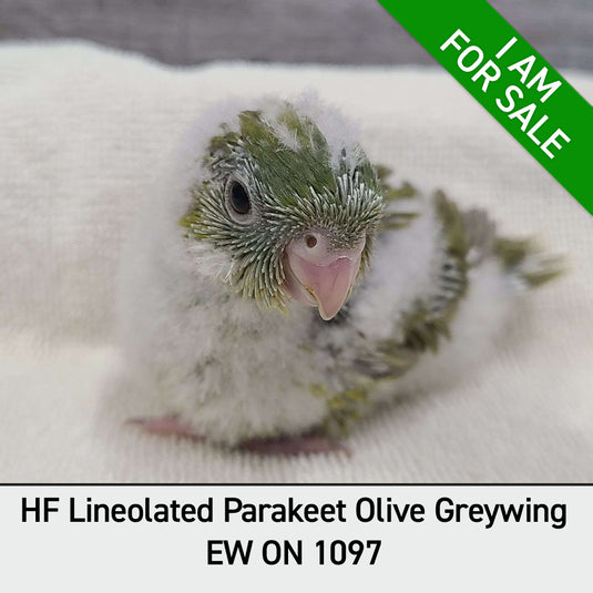 Hand Fed Lineolated Parakeet / Mutation - Bolborhynchus lineola