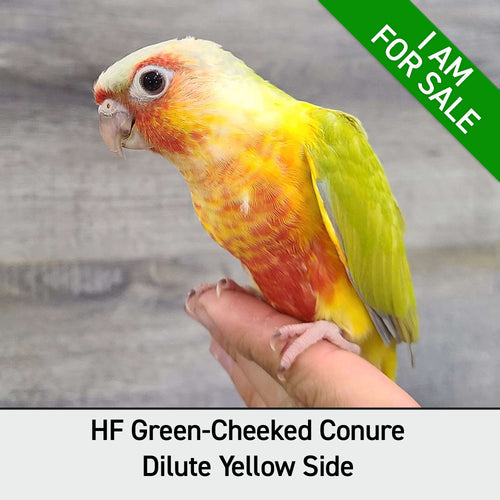 Hand Fed Green Cheeked Conure / Mutation - Pyrrhura molinae