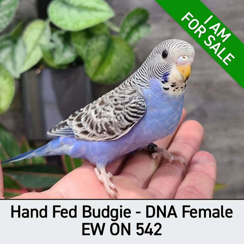 Hand Fed Budgie Parakeet - Melopsittacus undulatus