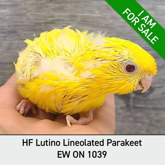 Hand Fed Lineolated Parakeet / Mutation - Bolborhynchus lineola