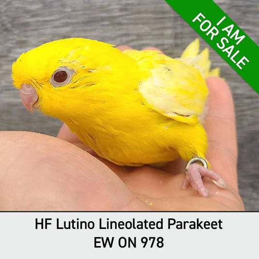 Hand Fed Lineolated Parakeet / Mutation - Bolborhynchus lineola