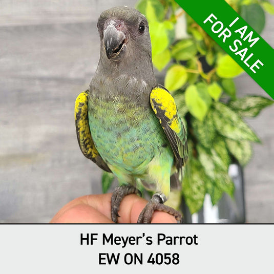 Hand Fed Meyers Parrot - Poicephalus meyeri