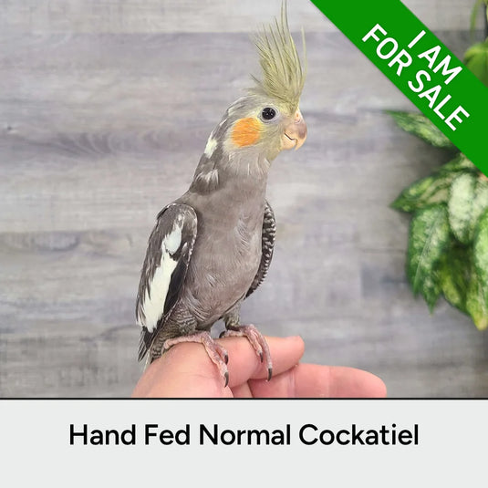 Hand Fed Baby Cockatiel Nymphicus hollandicus in SW Ontario