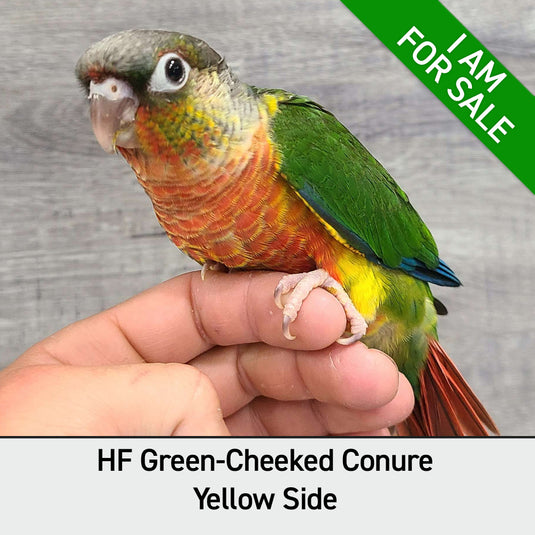 Hand Fed Green Cheeked Conure / Mutation - Pyrrhura molinae