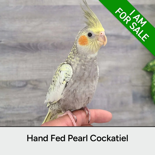 Hand Fed Cockatiel / Mutation - Nymphicus hollandicus