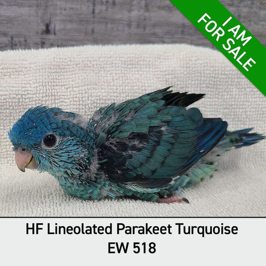 Hand Fed Lineolated Parakeet / Mutation - Bolborhynchus lineola