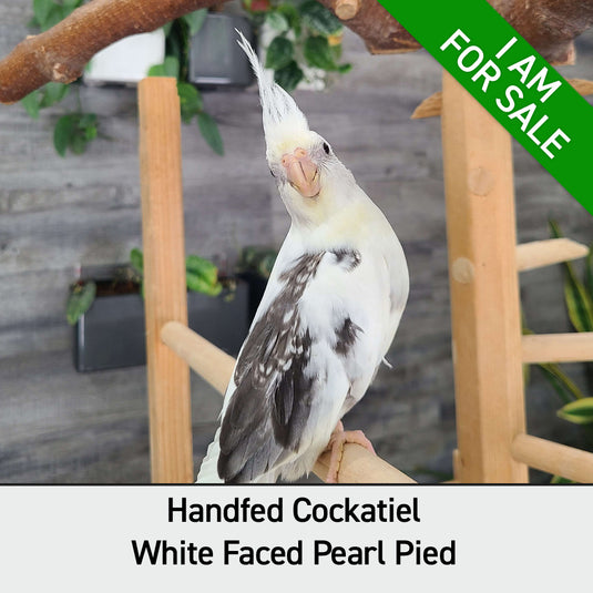 Hand Fed Cockatiel White Faced / Mutation - Nymphicus hollandicus