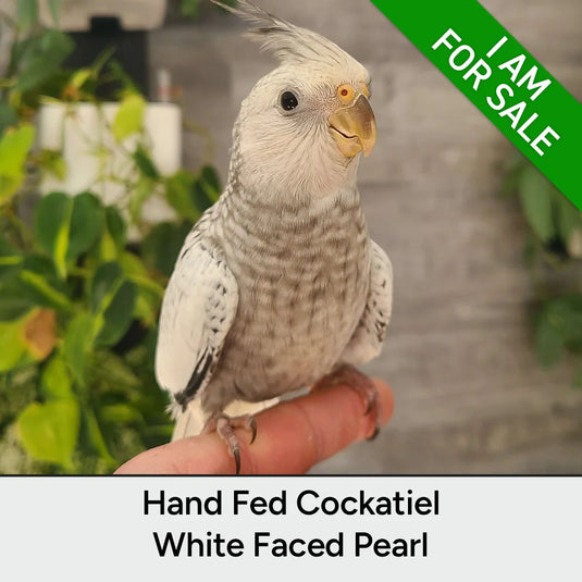 Hand Fed Cockatiel White Faced / Mutation - Nymphicus hollandicus