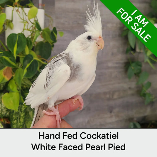Hand Fed Cockatiel White Faced / Mutation - Nymphicus hollandicus