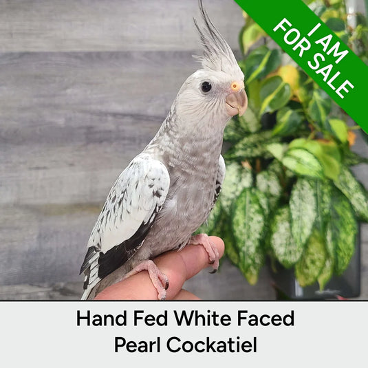 Hand Fed Cockatiel White Faced / Mutation - Nymphicus hollandicus