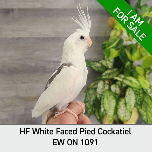 Hand Fed Cockatiel White Faced / Mutation - Nymphicus hollandicus