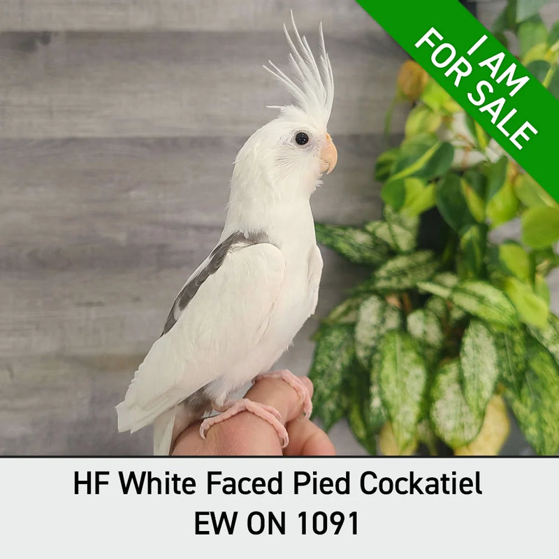 Load image into Gallery viewer, #Mutation_White Faced Pied
