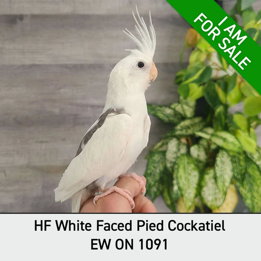 Hand Fed Cockatiel White Faced / Mutation - Nymphicus hollandicus