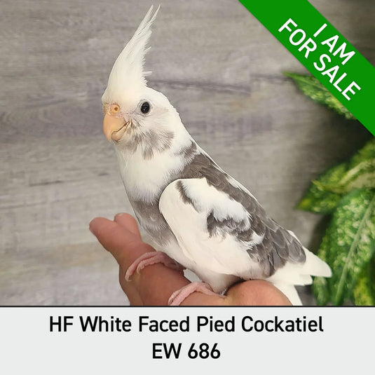 Hand Fed Cockatiel White Faced / Mutation - Nymphicus hollandicus