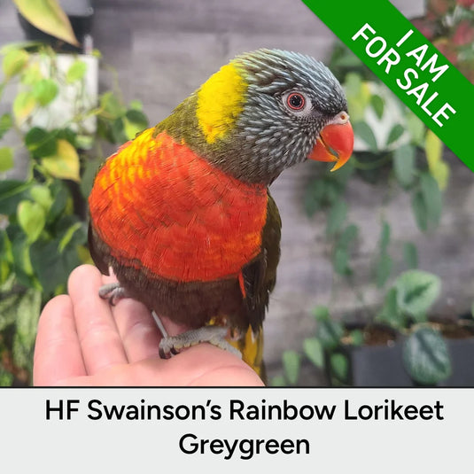 Hand Fed Swainson's Rainbow Lorikeet - Trichoglossus moluccanus