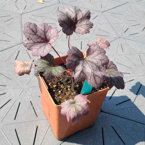 Amethyst Mist | Heuchera