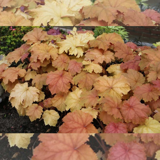 Kassandra | Coral Bells 1 Gal
