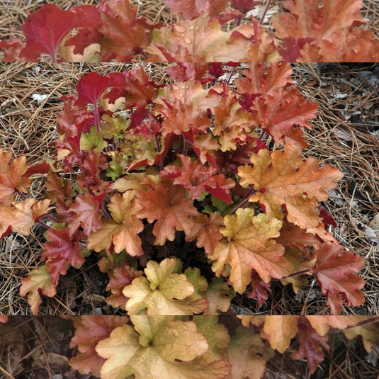 Marmalade | Coral Bells 1 Gal