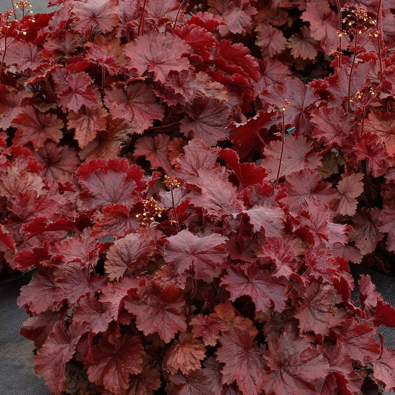 Northern Exposure Red | Coral Bells 3/4 Gal
