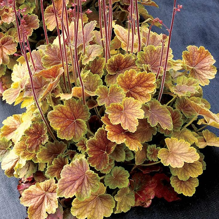 Northern Exposure Sienna | Coral Bells 3/4 Gal
