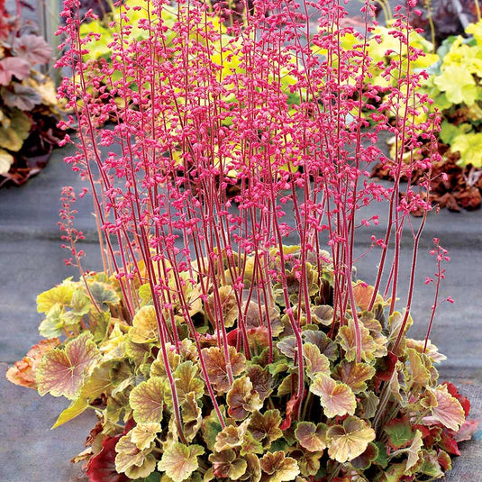 Northern Exposure Sienna | Coral Bells 3/4 Gal