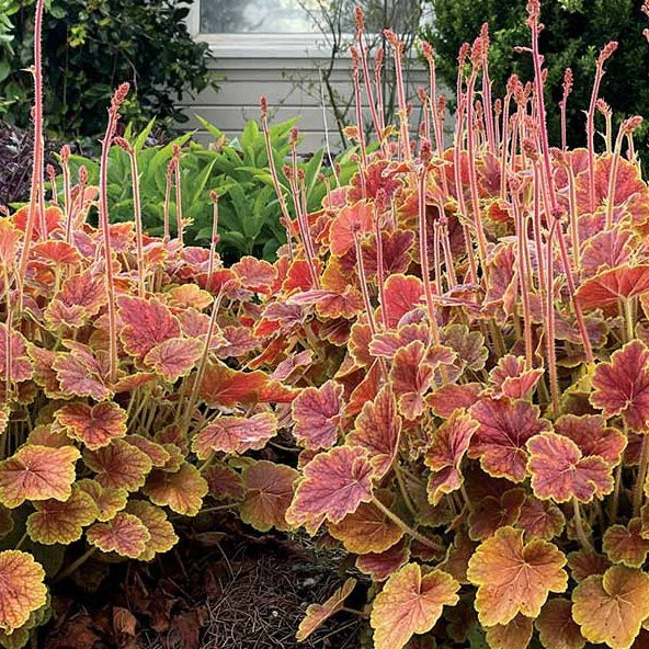 Northern Exposure Sienna | Coral Bells 3/4 Gal
