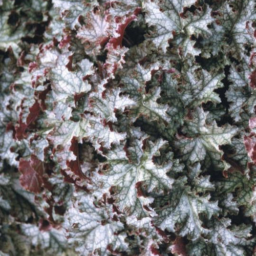Can Can | Coral Bells 1 Gal
