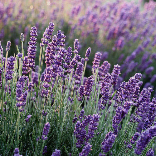 Hidcote | English Lavender