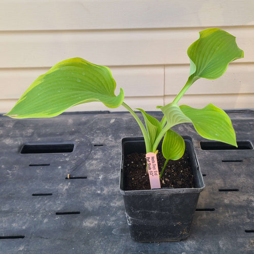 Days End | Specialty Hosta 1 Gal