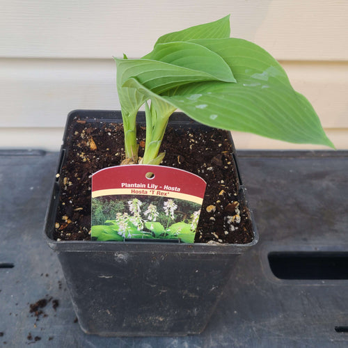 T. Rex | Novelty Hosta 1 Gal