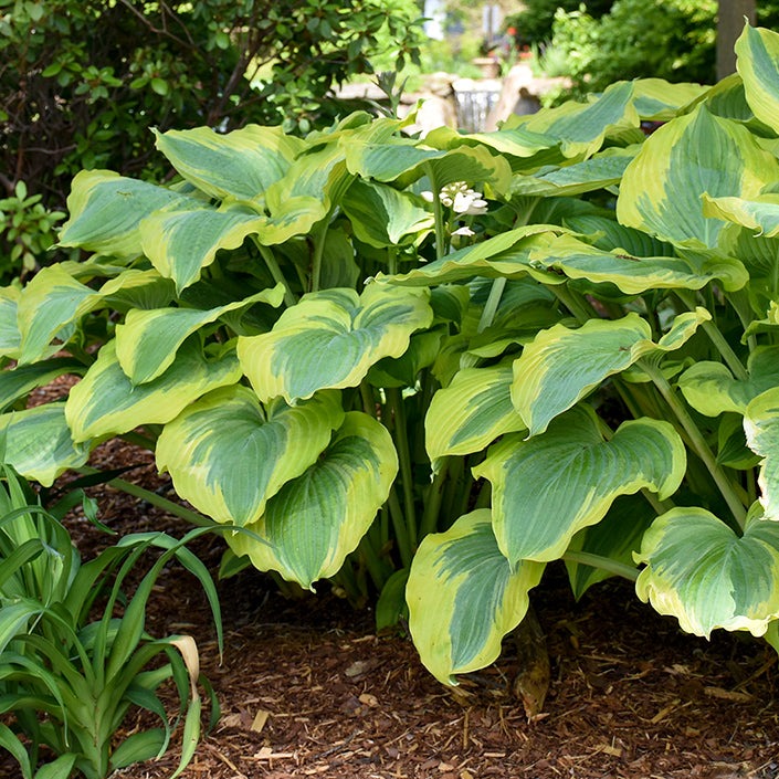 Shadowland Seducer | Specialty Hosta 3/4 Gal
