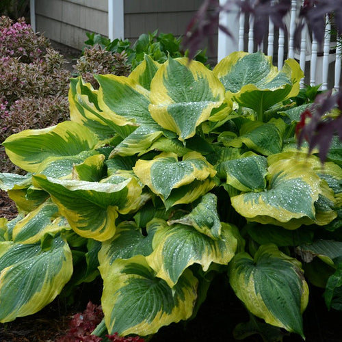 Shadowland Seducer | Specialty Hosta 3/4 Gal