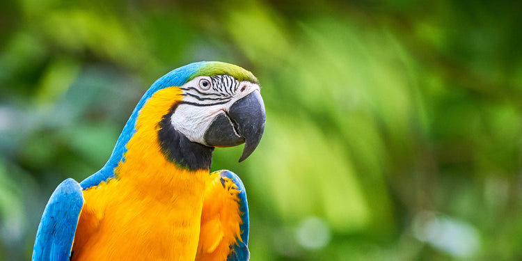 Avian Services