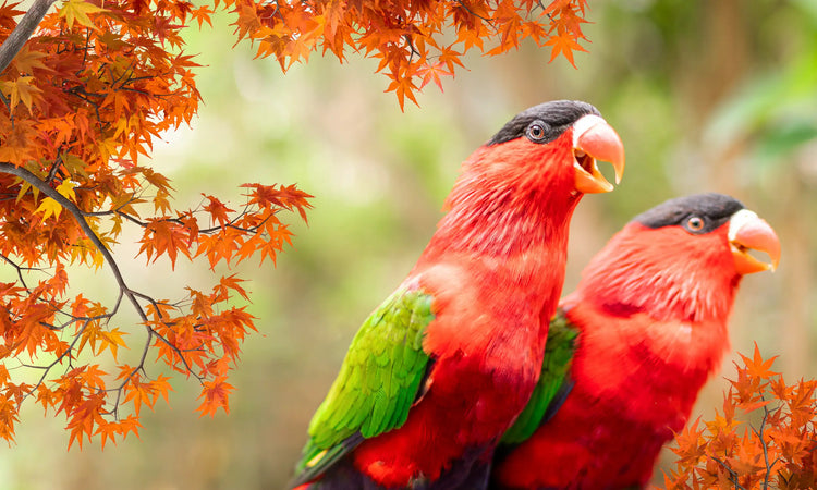 Fall Canadian Pet Expo - Sept 13th & 14th