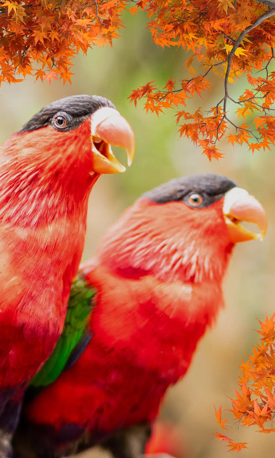 Fall Canadian Pet Expo - Sept 13th & 14th