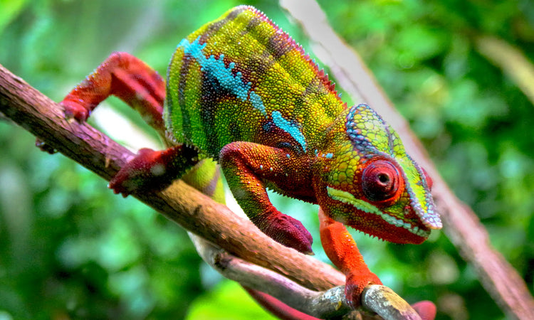 February Reptile, Plant & Aquatic Expo - WE'RE ATTENDING!