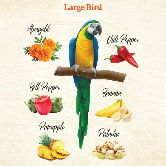 Kaytee Food from the Wild Treat for Medium & Large Parrots - 3 oz