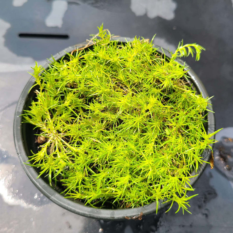 #Type_Asparagus Fern
