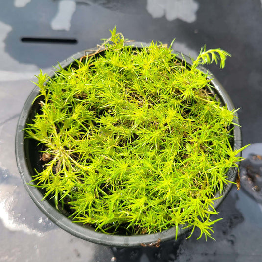 Ferns & Mosses - Shady Ground Cover