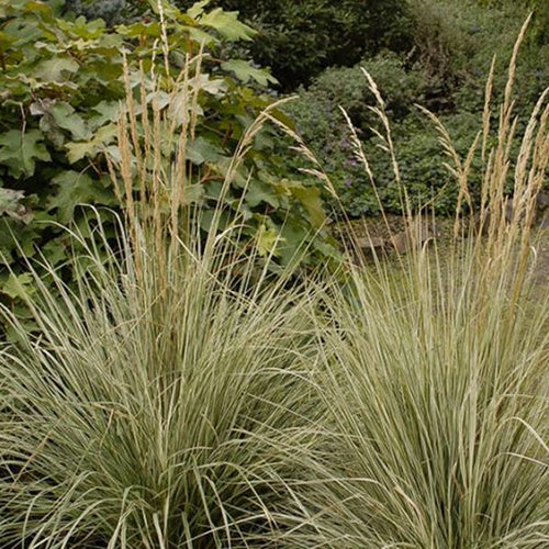 Lightning Strike | Reed Grass