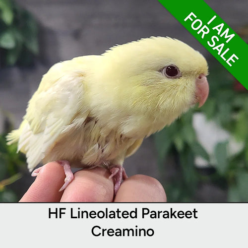Hand Fed Lineolated Parakeet / Mutation - Bolborhynchus lineola