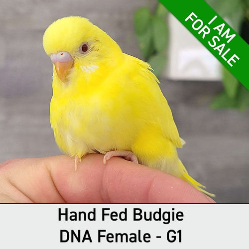 Hand Fed Budgie Parakeet - Melopsittacus undulatus