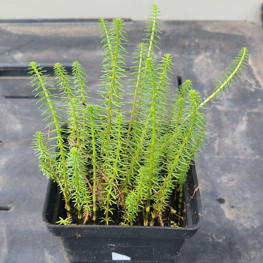 Mare's Tail | Hippuris vulgaris